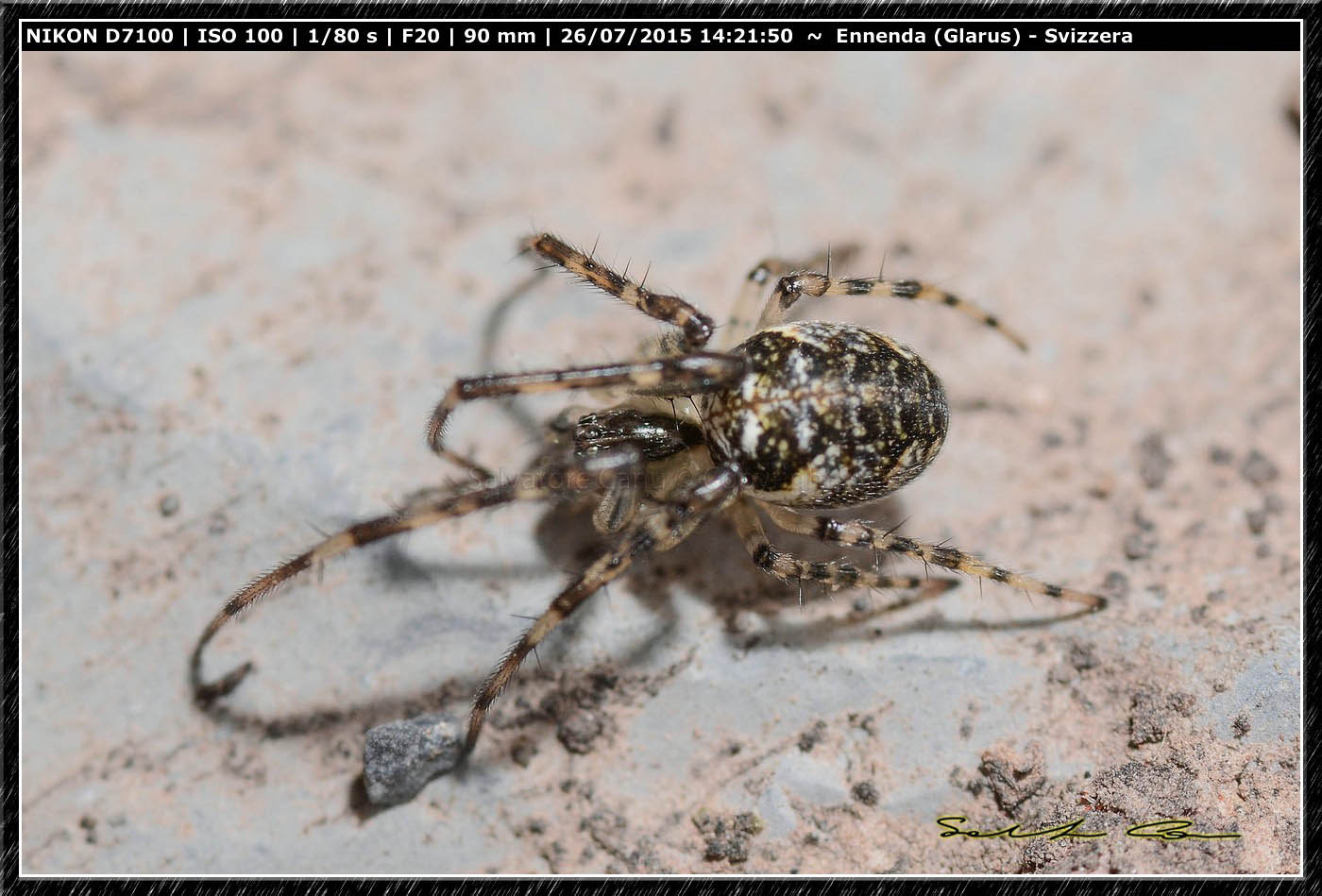 Metellina sp. - Glarus (Svizzera)